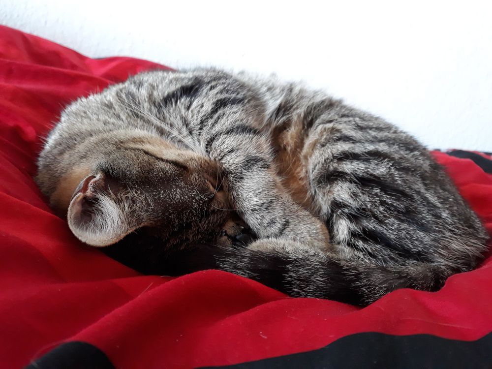 Die schlafende Katze Foto & Bild katze, katzen, tiere Bilder auf