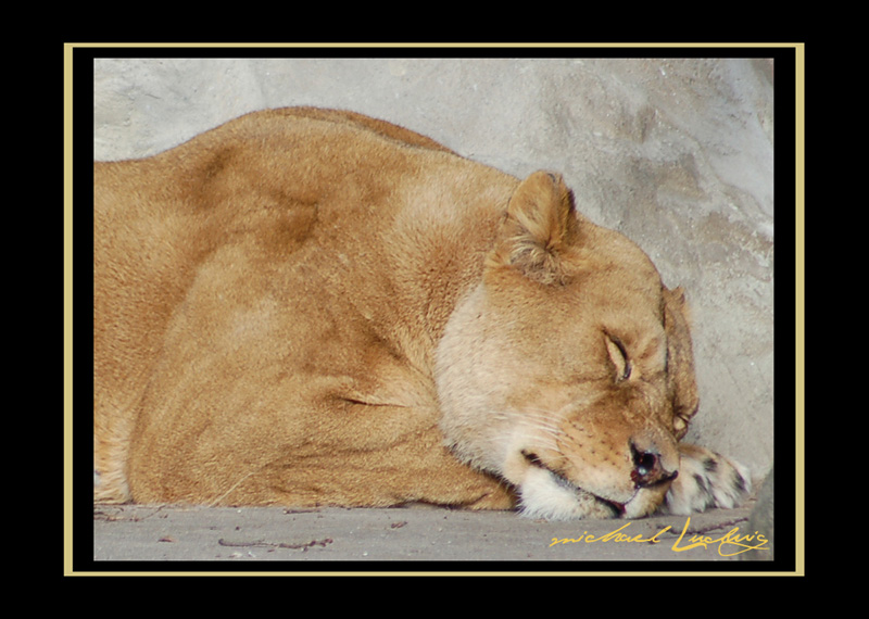 Die schlafende Löwin