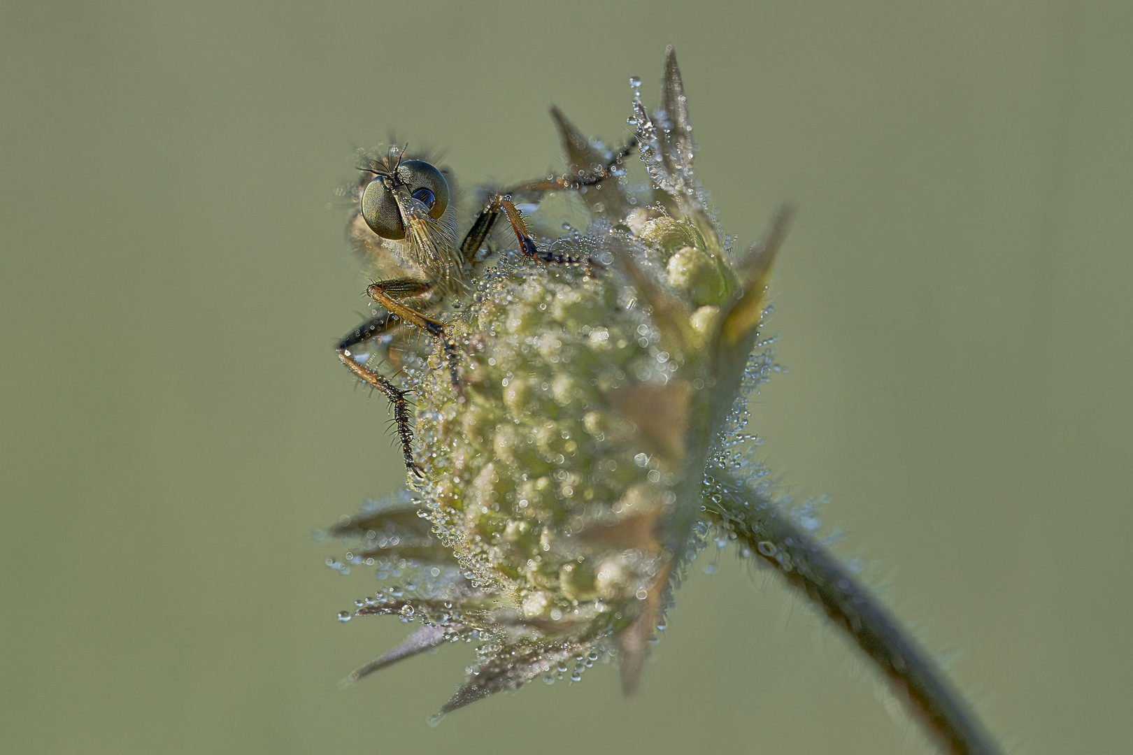 Die schlafende Raubfliege