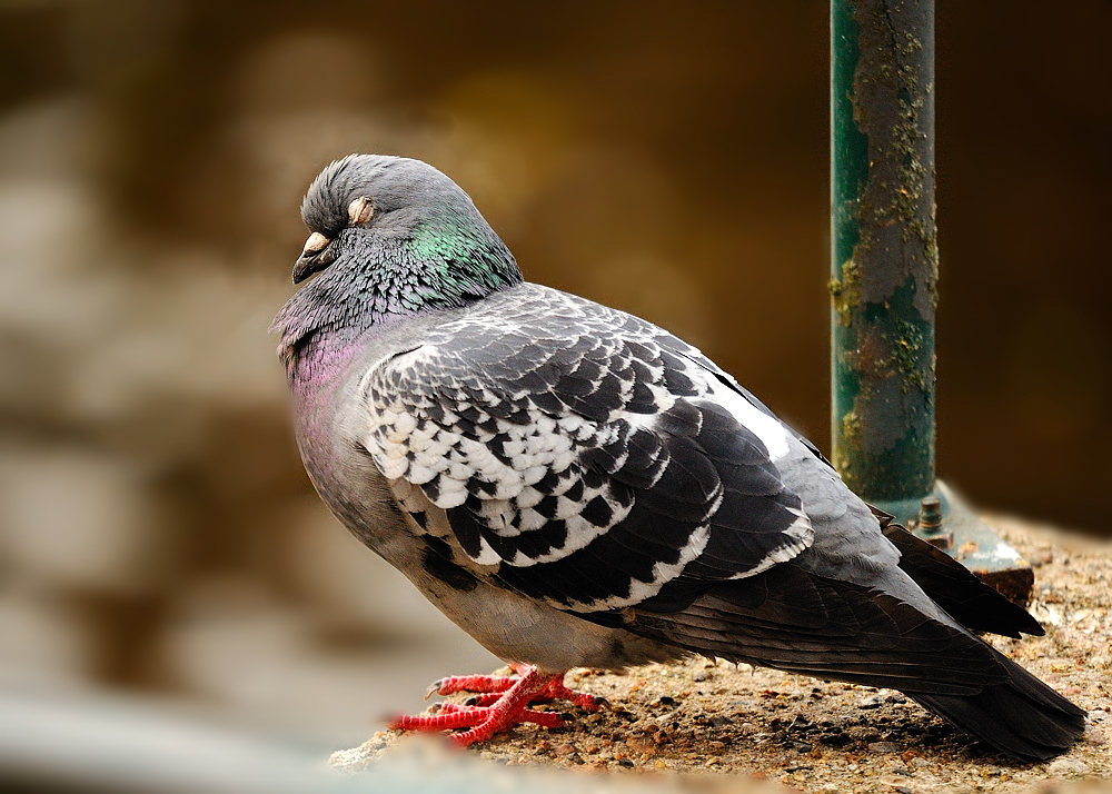 Die schlafende Taube Foto & Bild | tiere, wildlife, wild lebende vögel ...