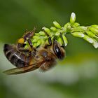 Die schlafende Westliche Honigbiene (Apis mellifera) am frühen Morgen ...