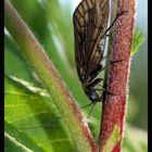 Die Schlammfliegen sind wieder da.....