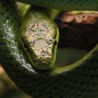 Die Schlange