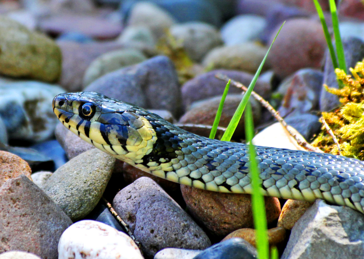 die Schlange am Gartenteich… Foto & Bild tiere, natur