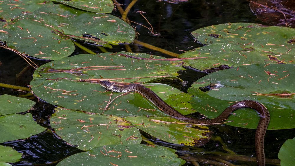 Die Schlange ist schuld Foto & Bild makro, teich, natur Bilder auf