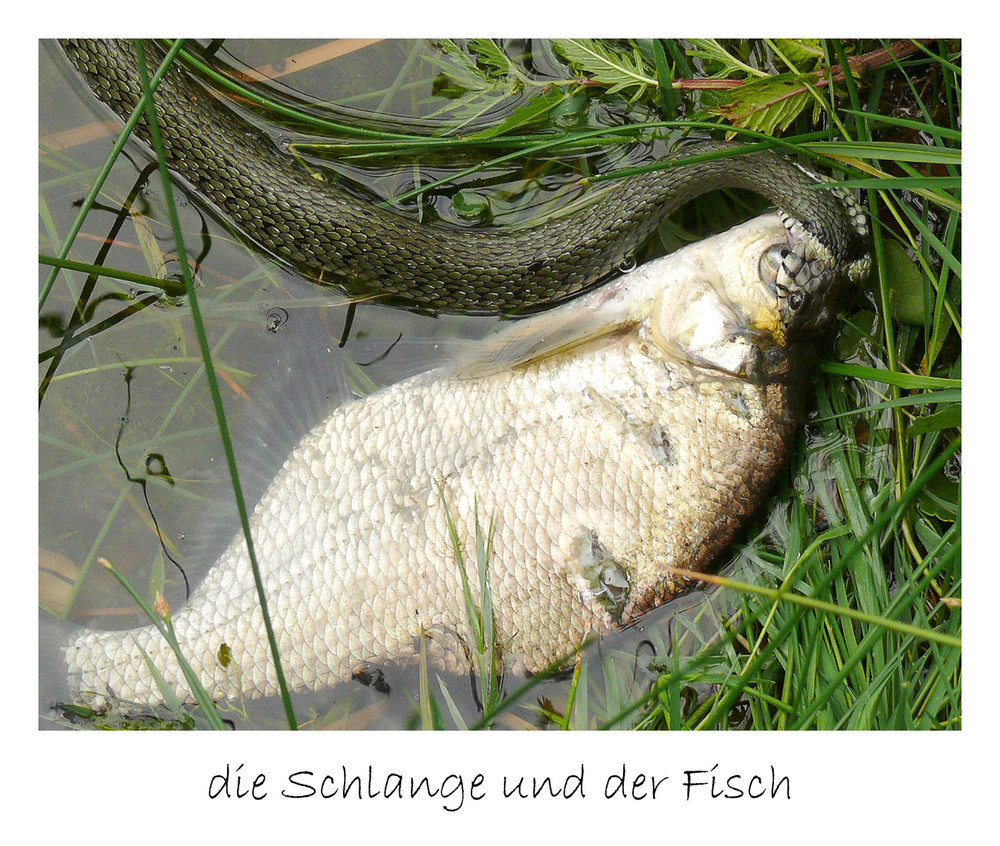 die Schlange und der Fisch