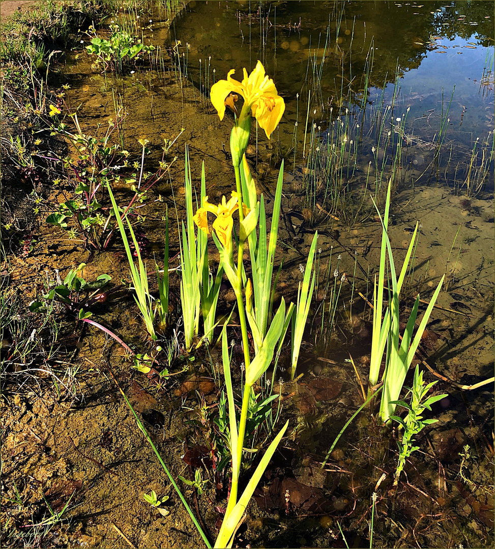 die schlanke Iris