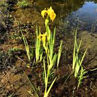 die schlanke Iris