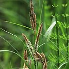 die Schlanksegge (Carex acuta)