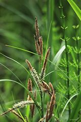 die Schlanksegge (Carex acuta)