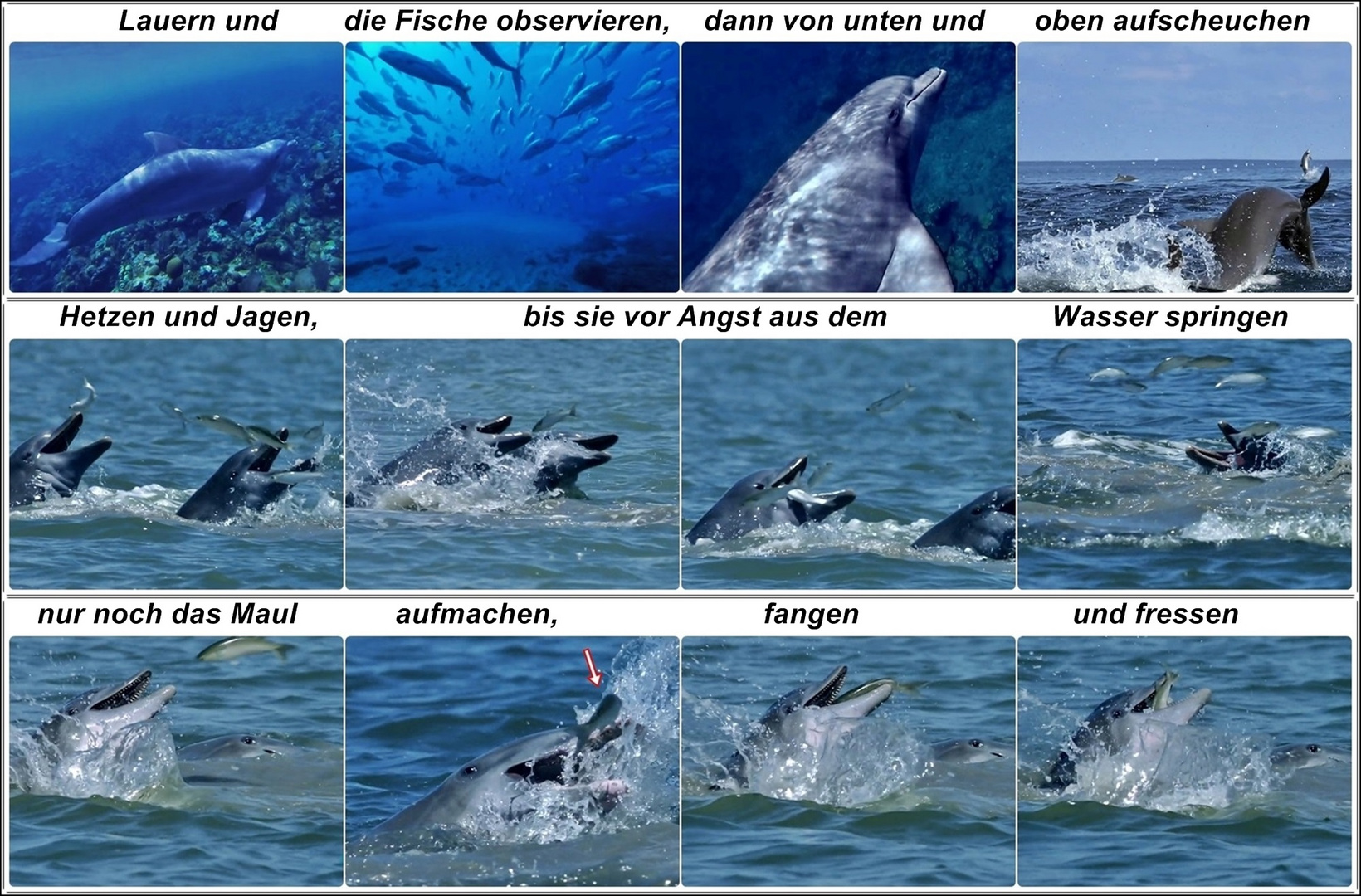 Die schlauen Fischfänger