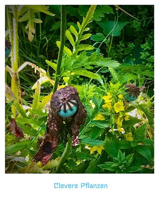 Die Schlauheit der Pflanzen