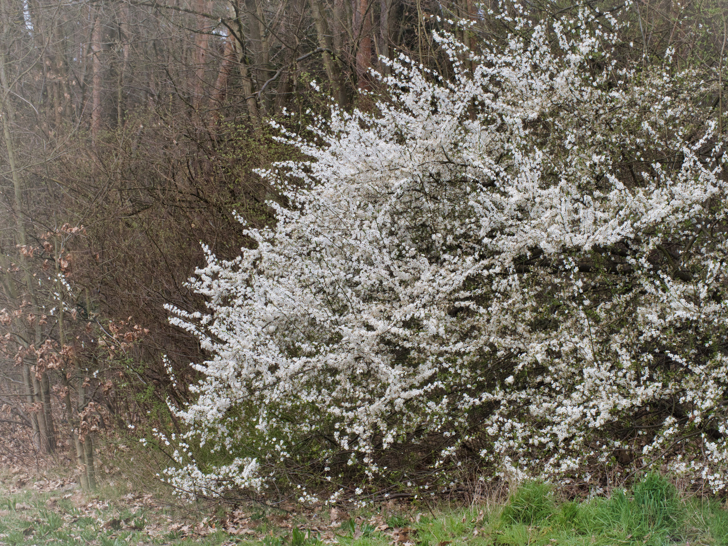 Die Schlehe, bei den Frühjahrsboten immer vorne mit dabei