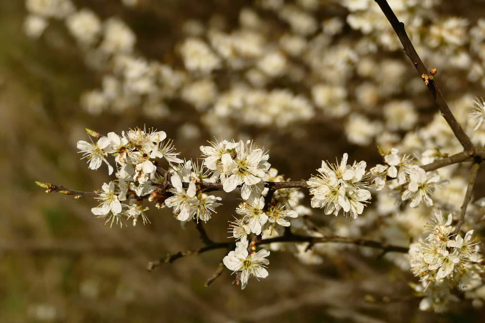 Die Schlehenblüte