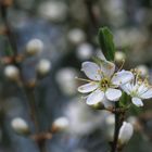 Die Schlehenblüten zeigen sich!