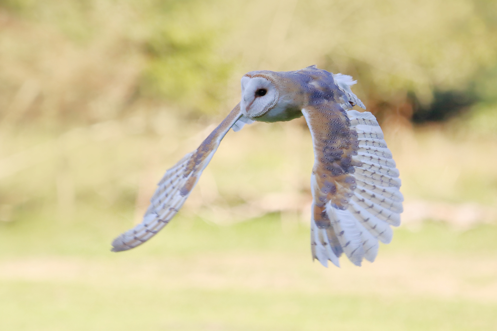 Die Schleiereule im Flug