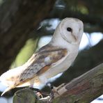 Die Schleiereule (Tyto alba)