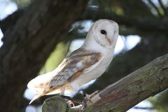 Die Schleiereule (Tyto alba)