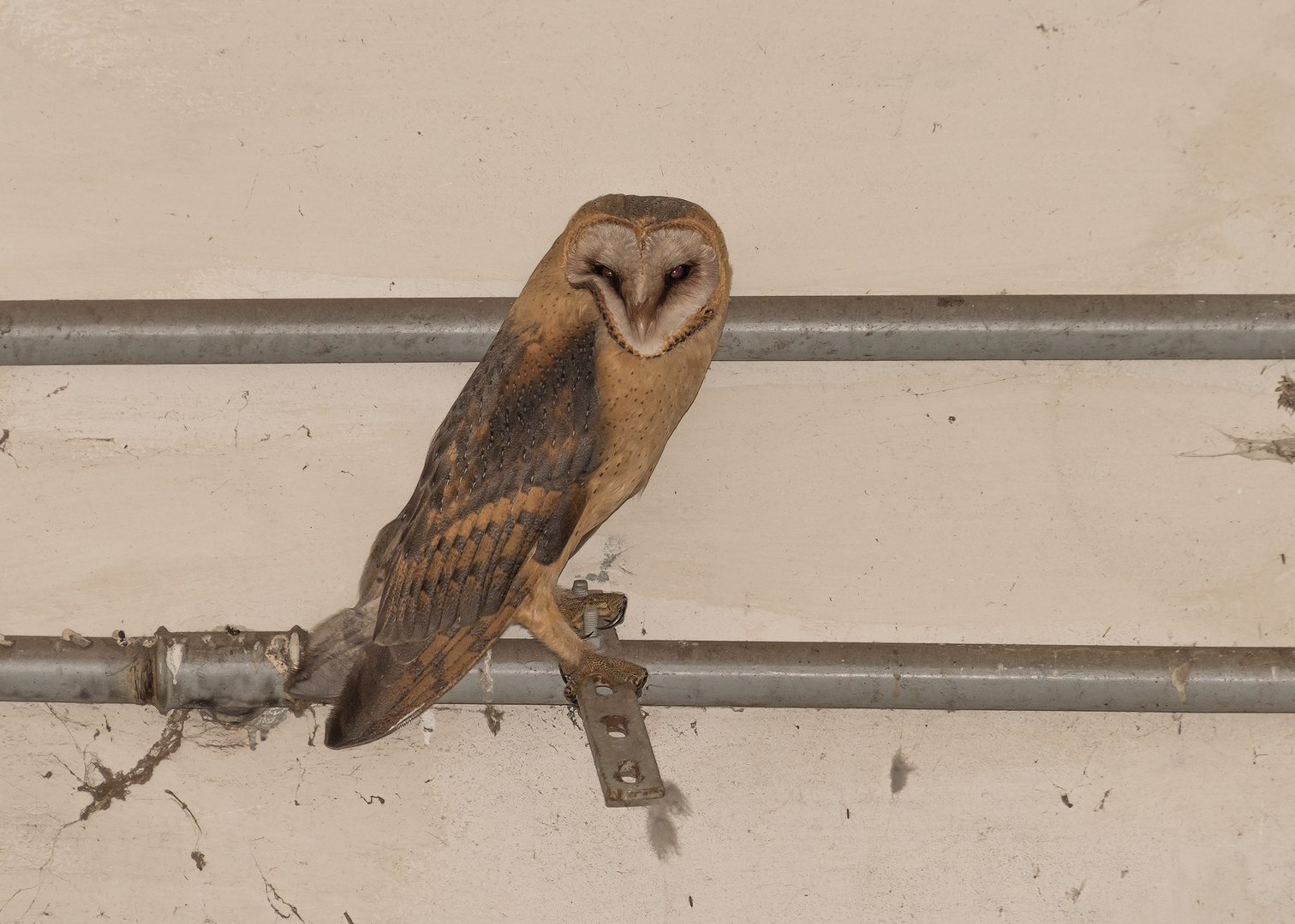 Die Schleiereule (Tyto alba) 