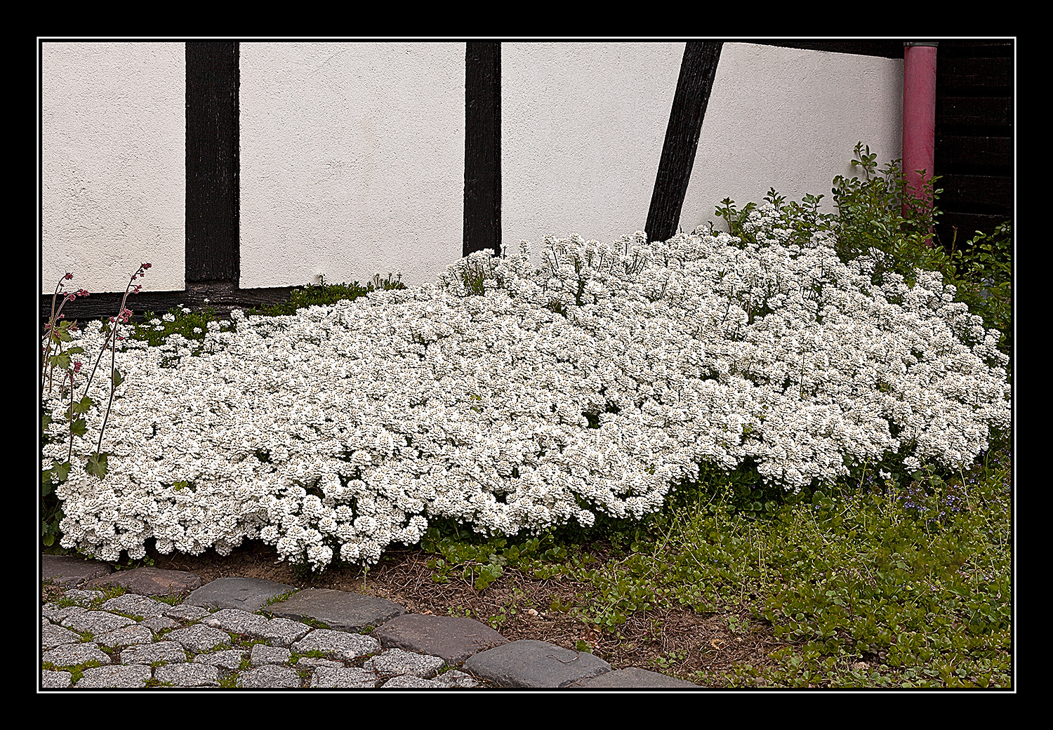 Die Schleifenblume...