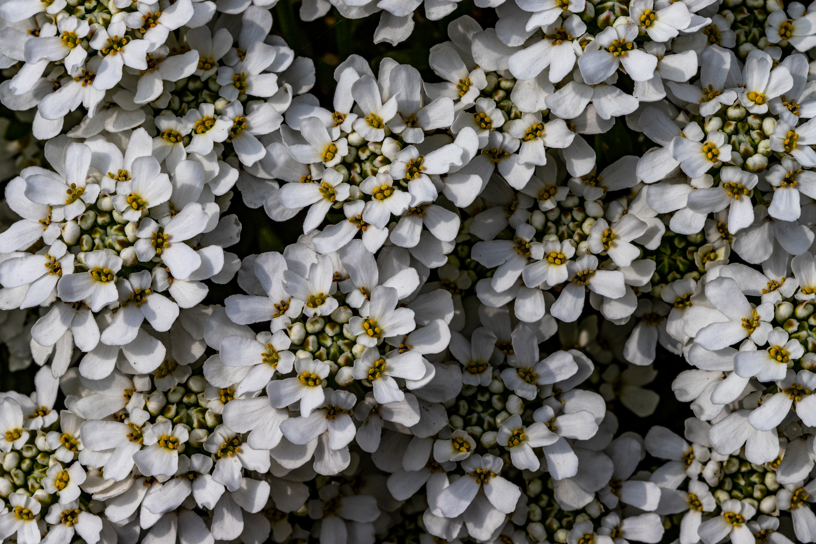 Die Schleifenblume