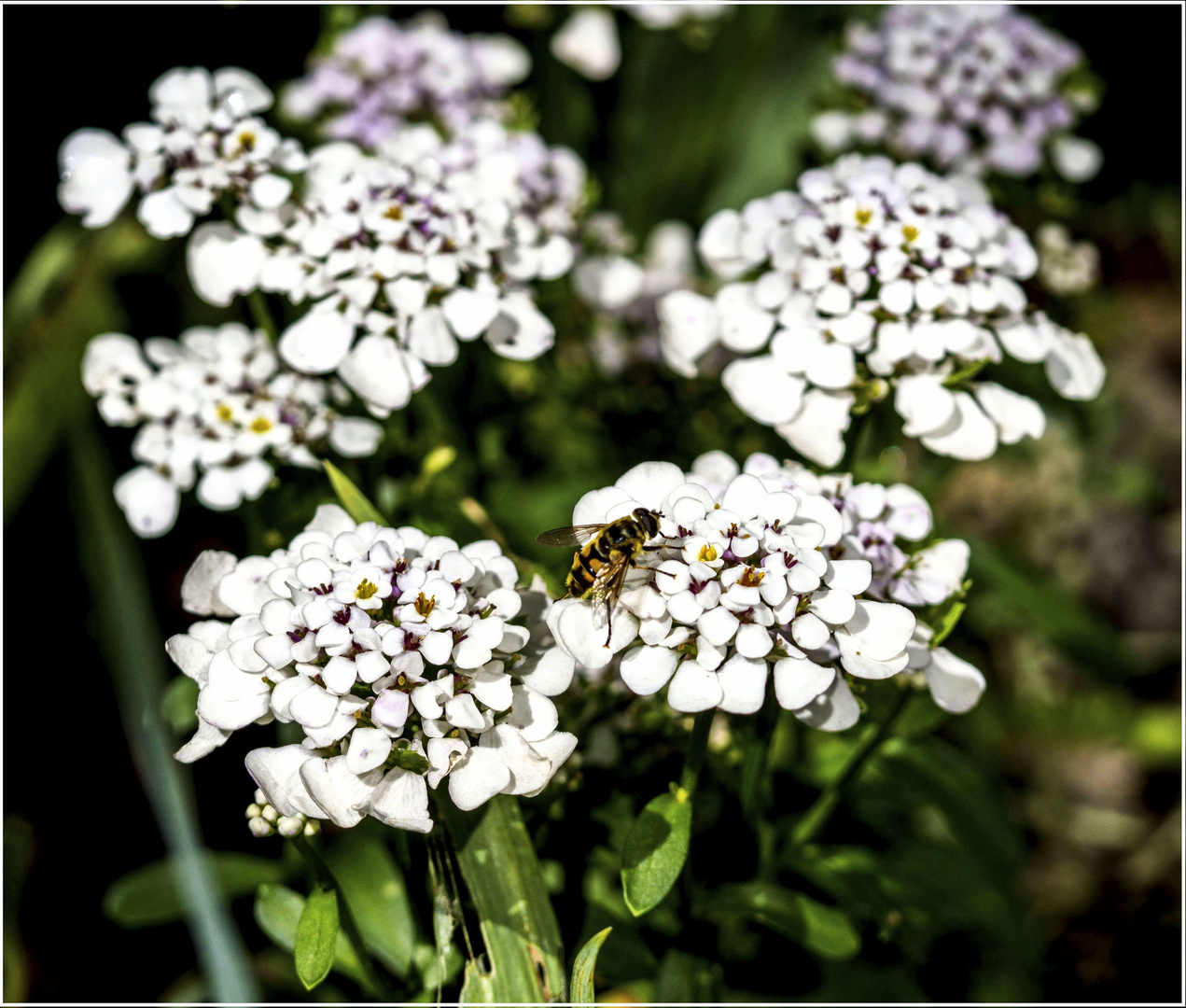 Die Schleifenblume hat Besuch