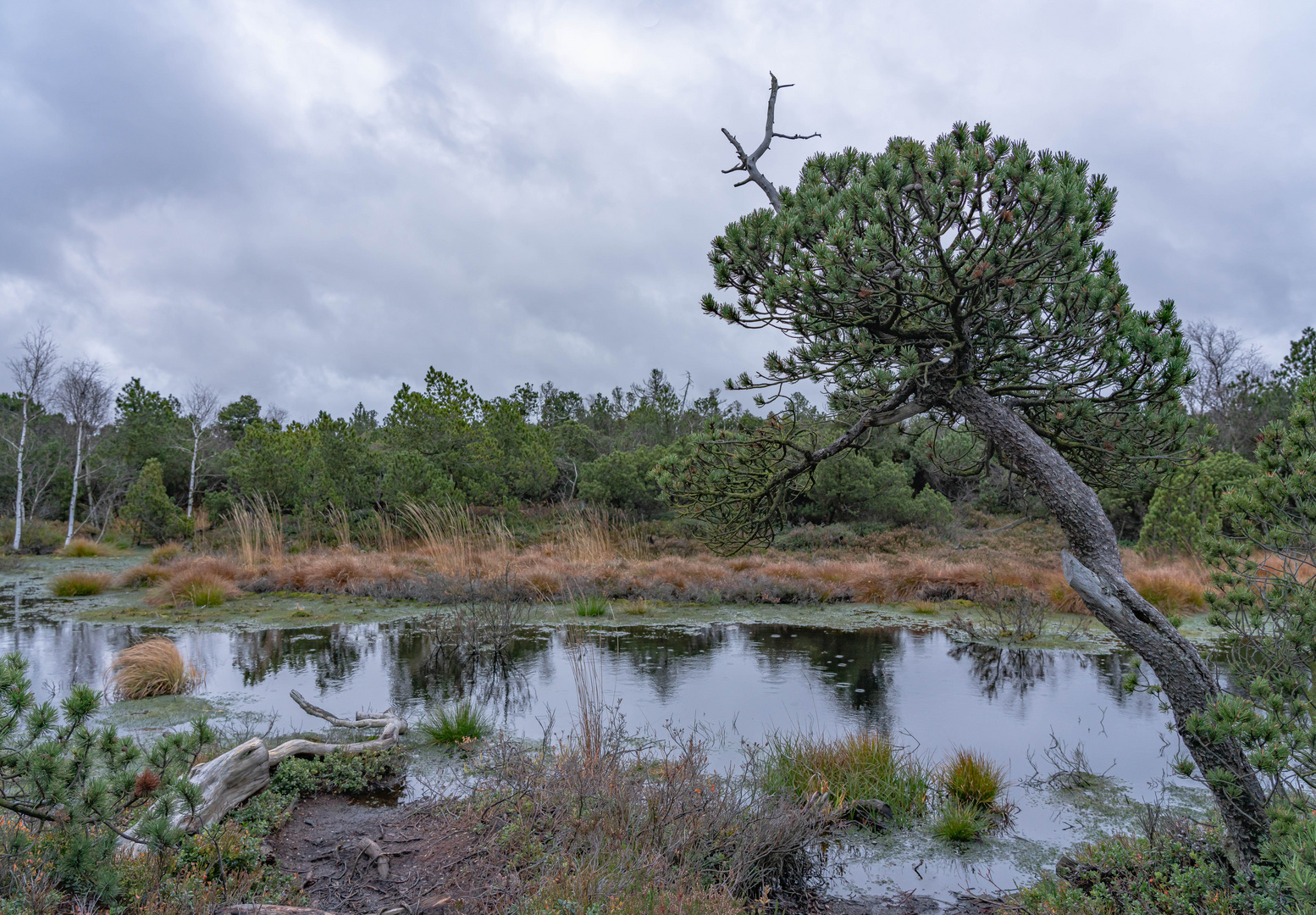 die Schlenke im Moor