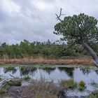 die Schlenke im Moor