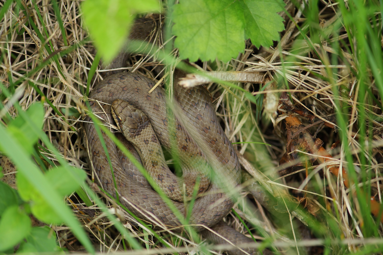 Die Schlingnatter im Jura