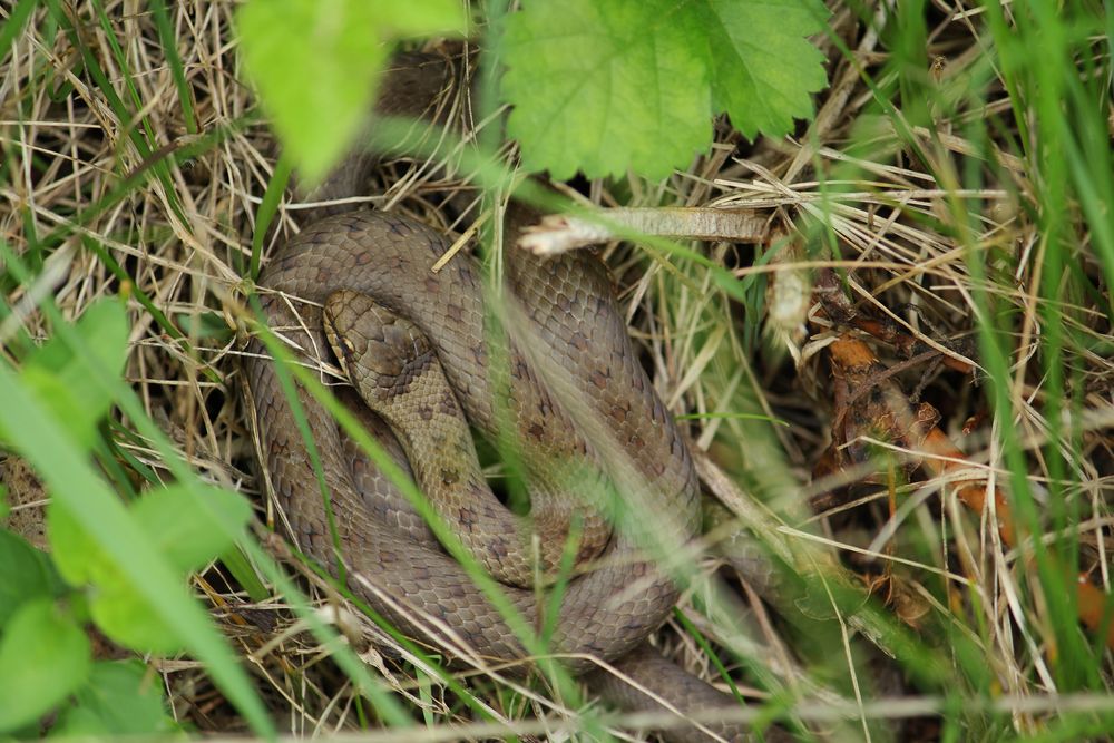 Die Schlingnatter im Jura