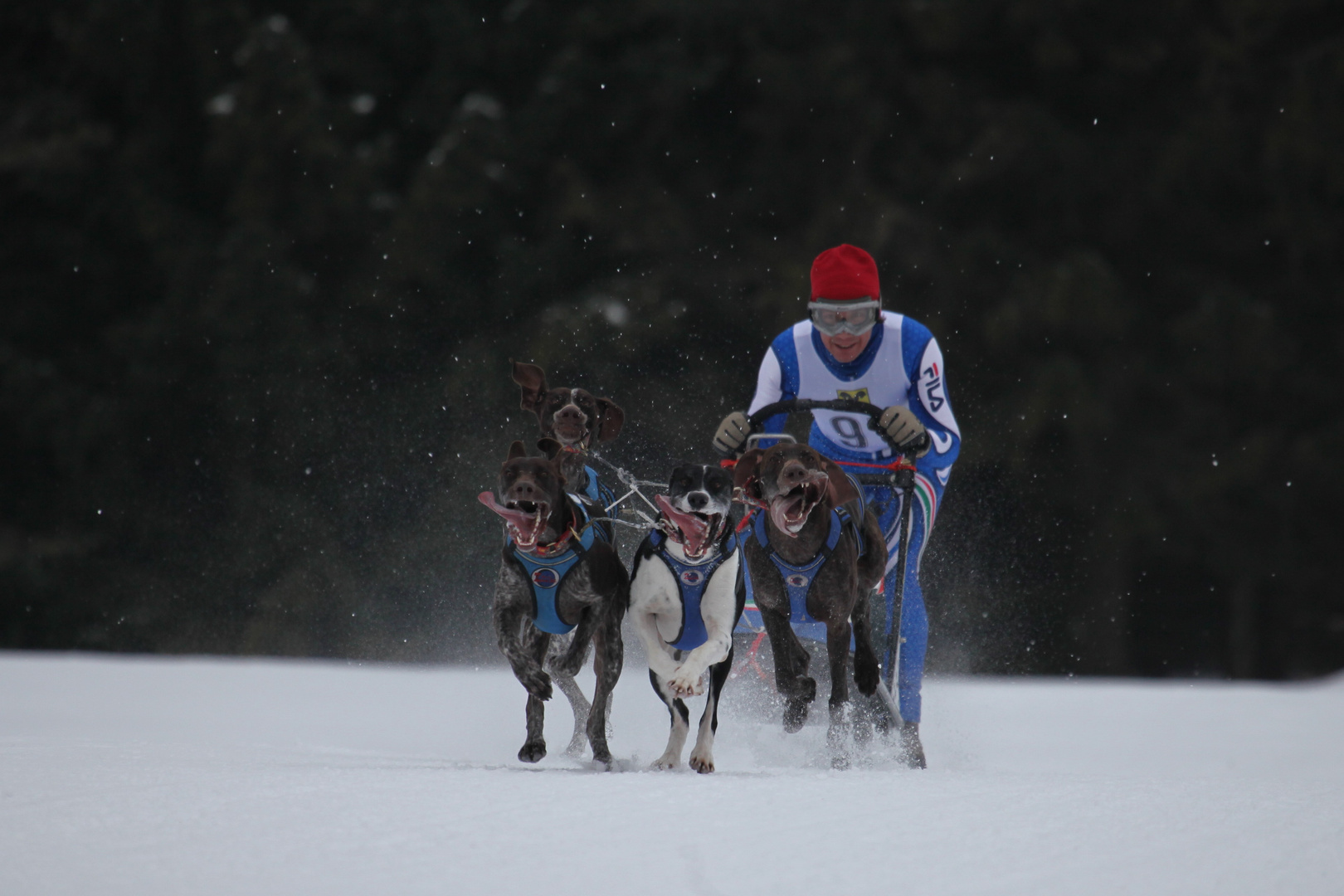 Die Schlittenhunde - Gang