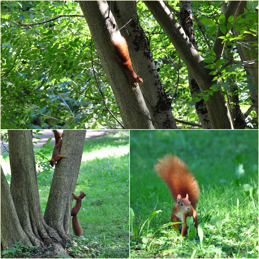 ..die Schlopa-Hörnchen..