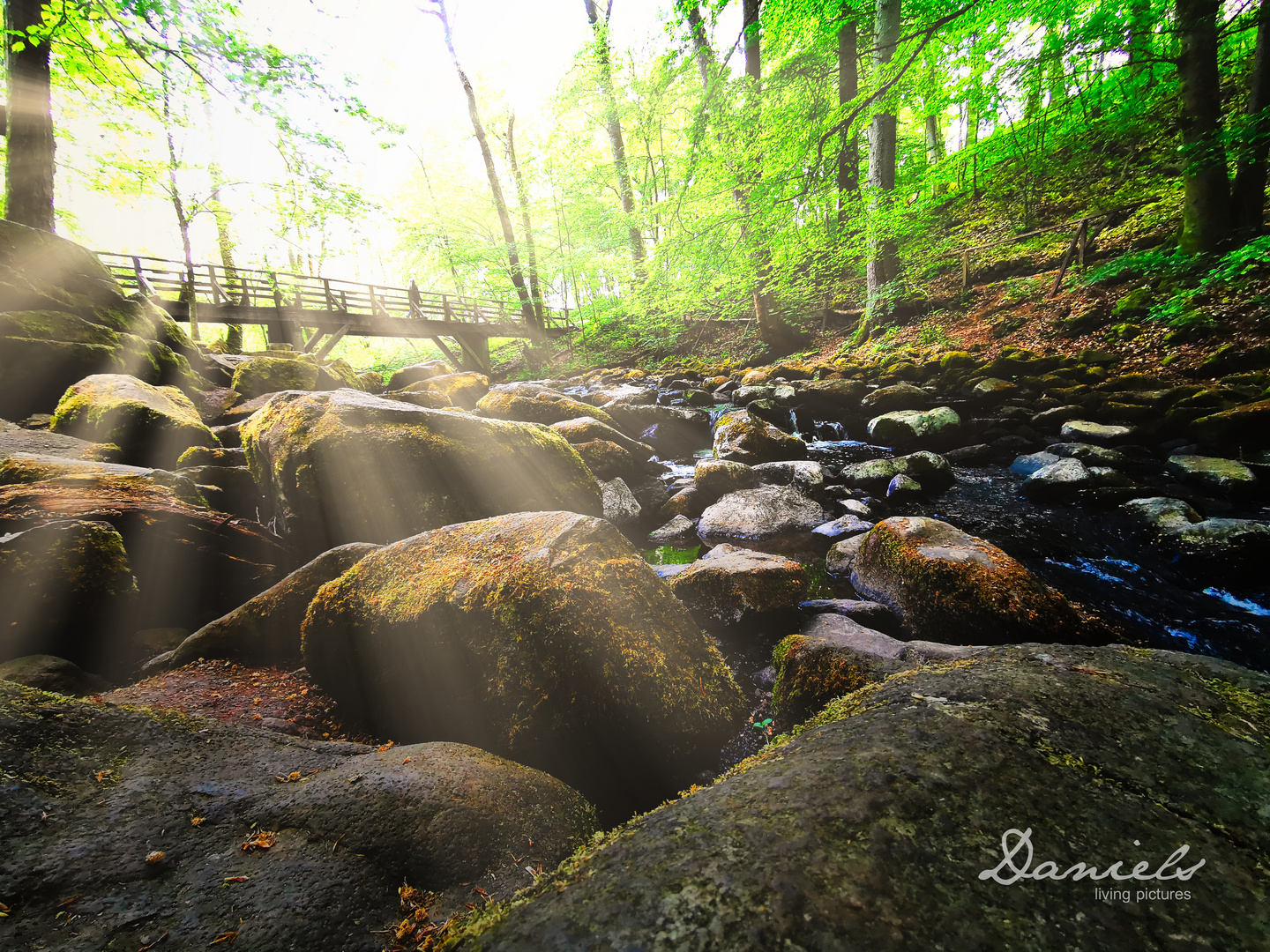 Die Schlucht an der Holzbach