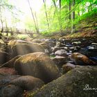 Die Schlucht an der Holzbach