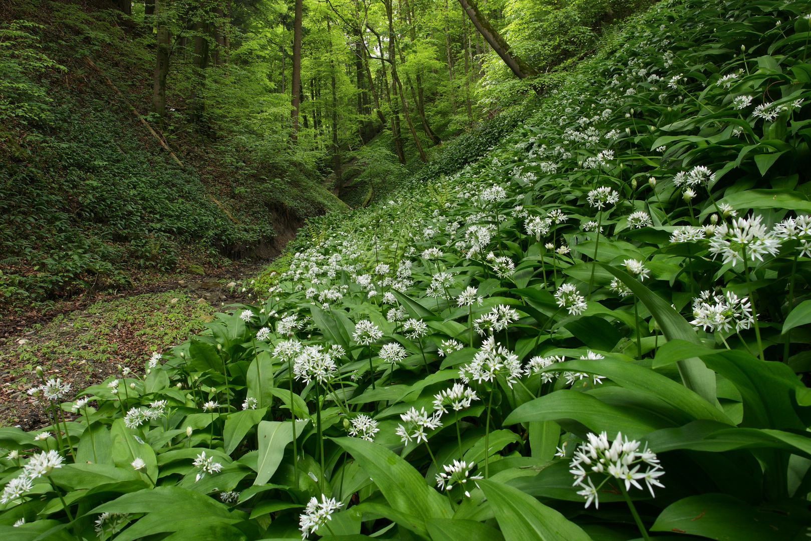 Die Schlucht von Rapoldskreut