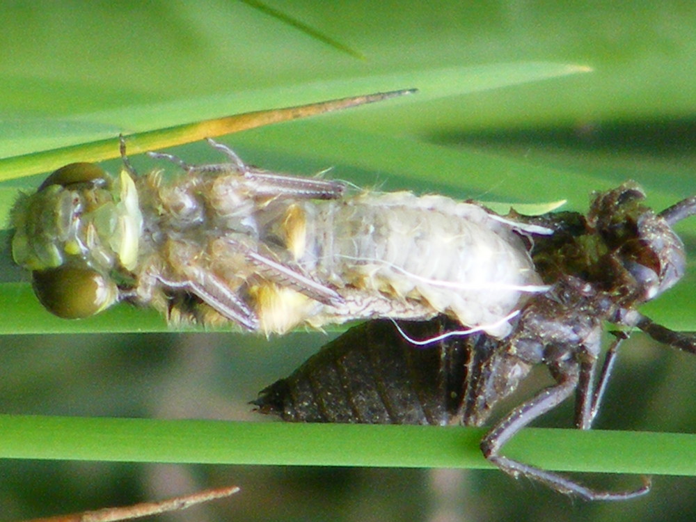 Die Schlüpfende Libelle