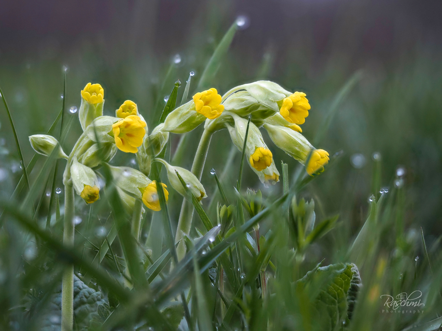 DIE SCHLÜSSEL ZUM FRÜHLING