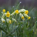 DIE SCHLÜSSEL ZUM FRÜHLING