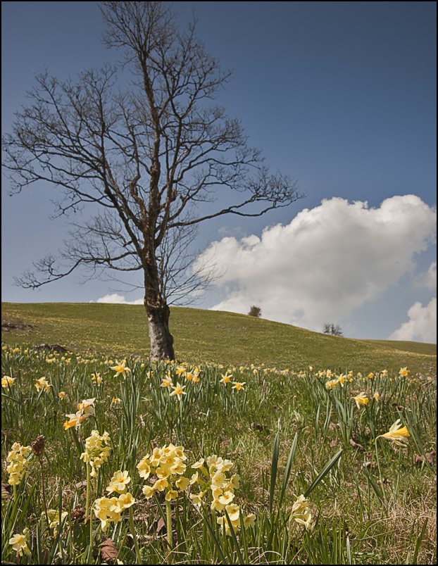 die Schlüsselblümchen