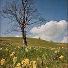 die Schlüsselblümchen