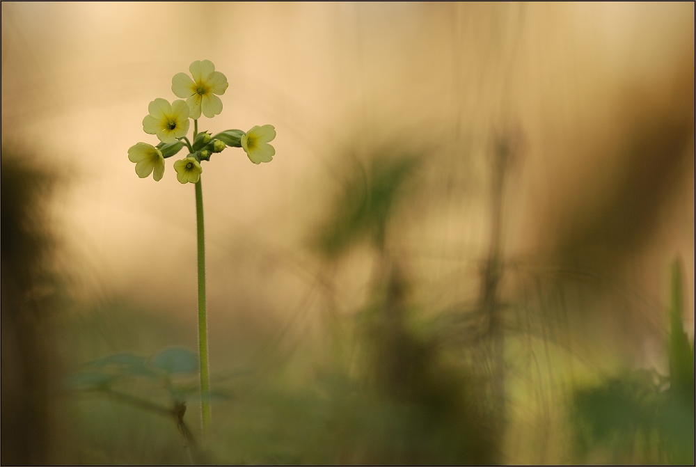 Die Schlüsselblume