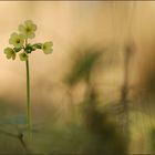 Die Schlüsselblume