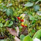 Die Schlüsselblume wunderbar