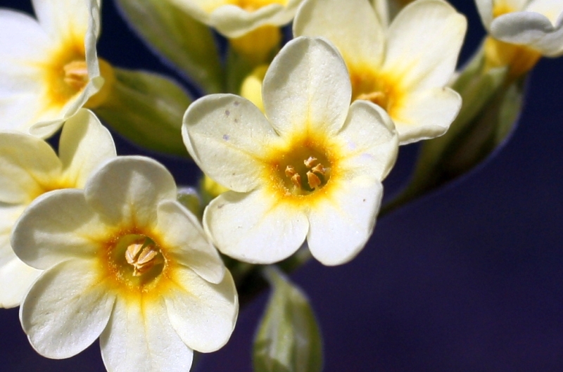 Die Schlüsselblumen