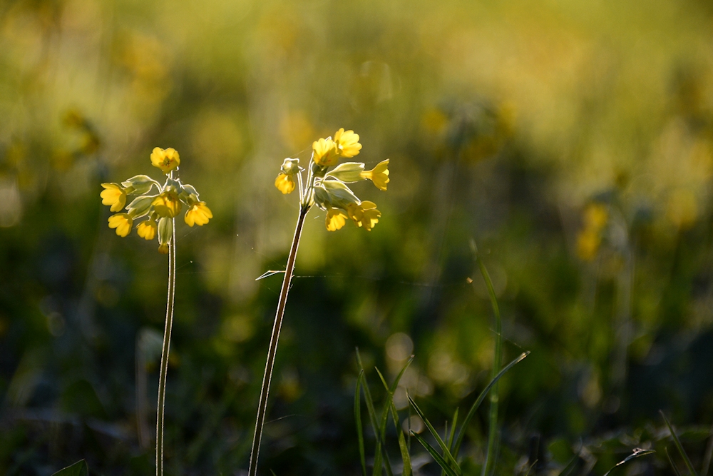 die Schlüsselblumen