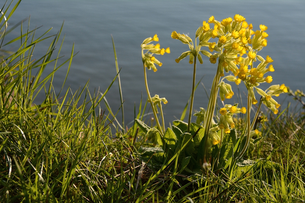 die Schlüsselblumen 