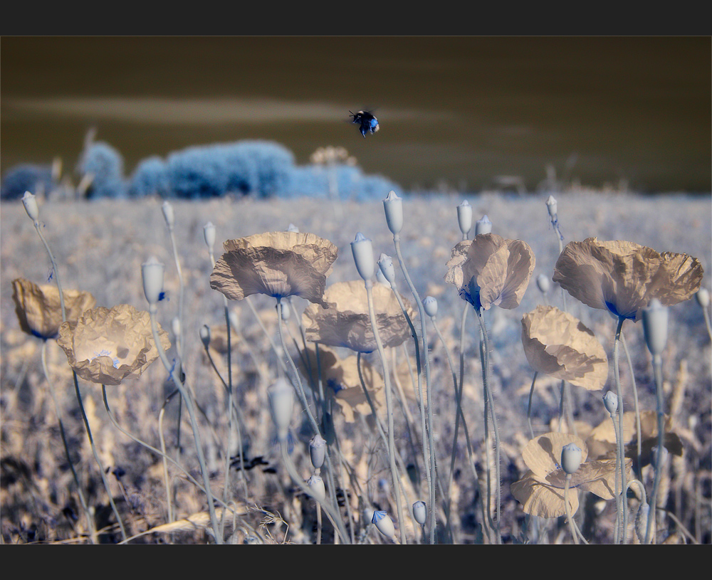 Die Schlumpfhummel