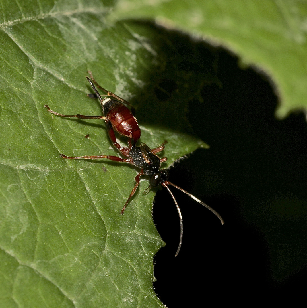 Die Schlupfwespe AGROTHEREUTES ABBREVIATUS, ...