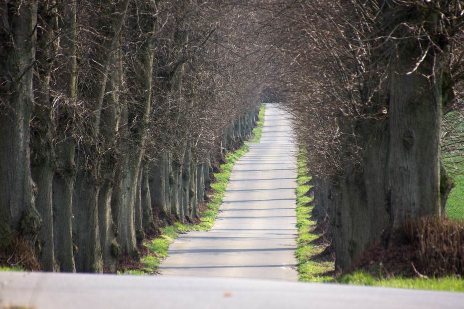 Die schmale Allee