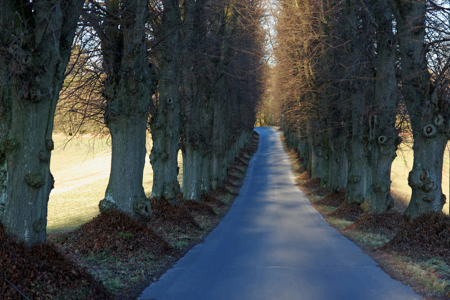 die schmale Allee